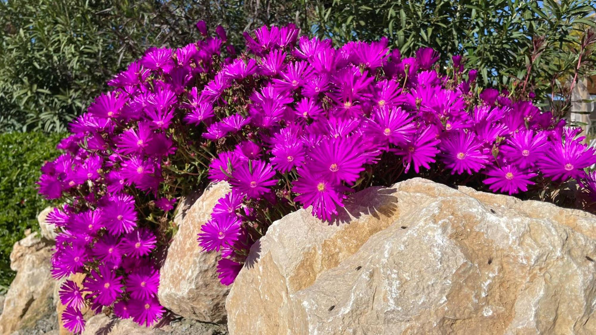 לינה וארוחת בוקר אלורה Finca Valle Verde מראה חיצוני תמונה