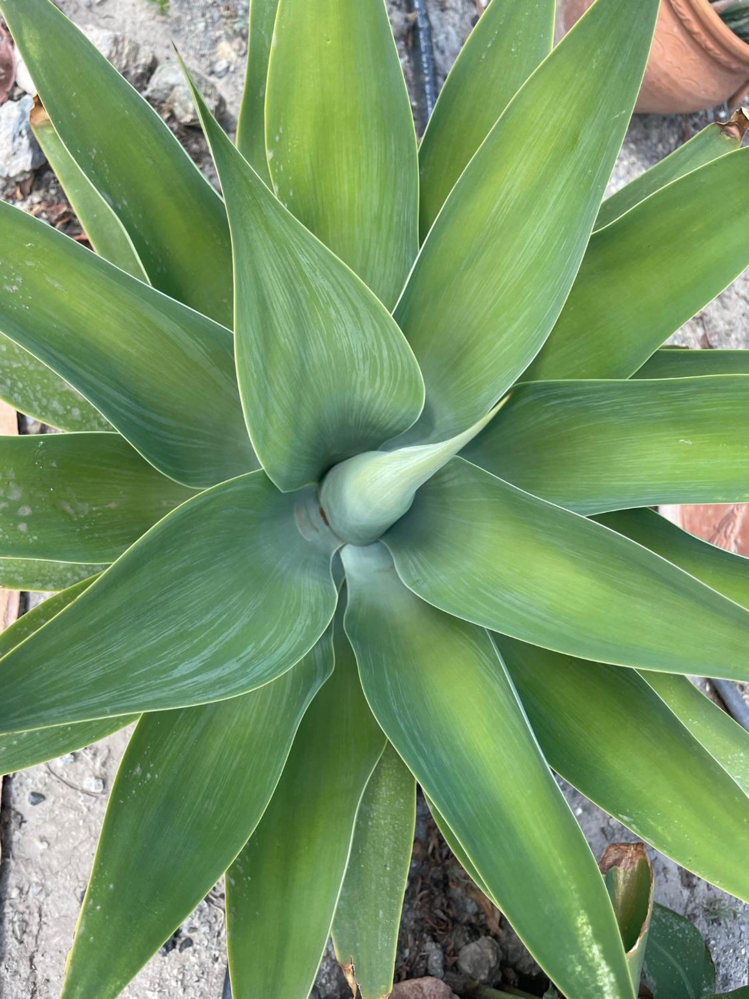 לינה וארוחת בוקר אלורה Finca Valle Verde מראה חיצוני תמונה