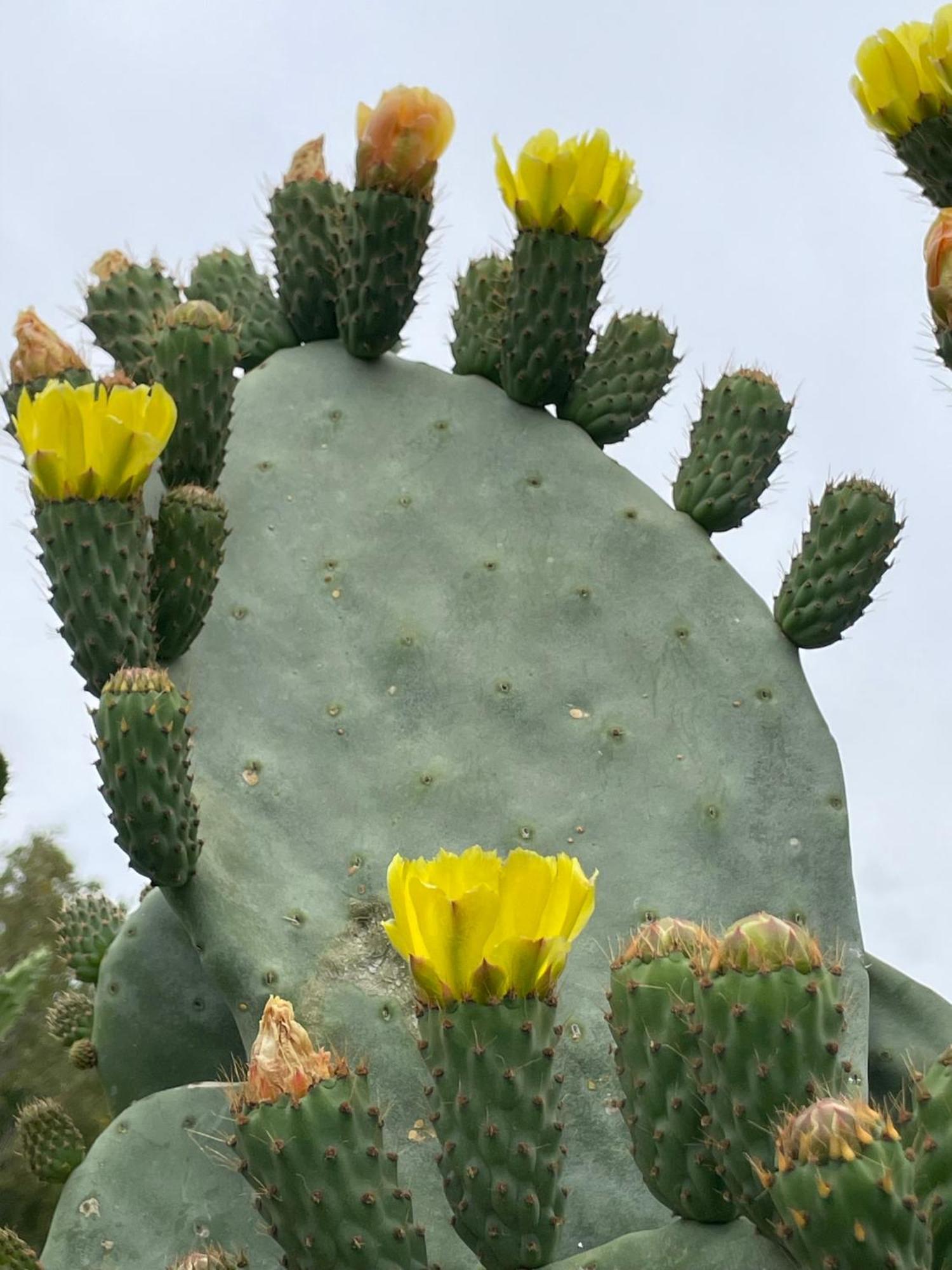 לינה וארוחת בוקר אלורה Finca Valle Verde מראה חיצוני תמונה