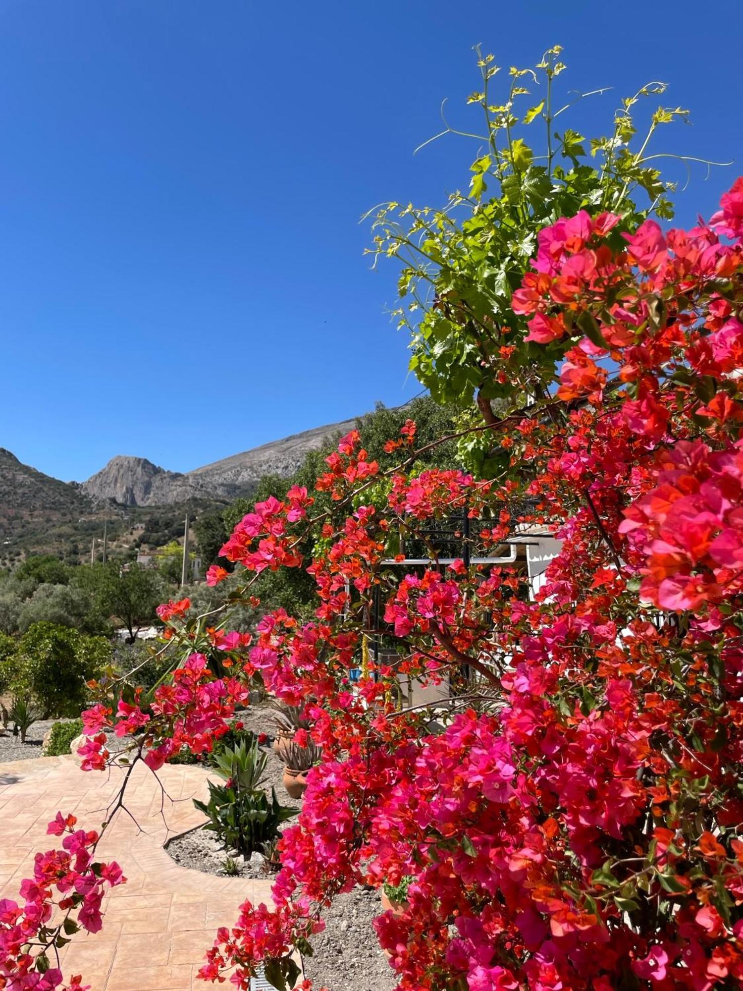 לינה וארוחת בוקר אלורה Finca Valle Verde מראה חיצוני תמונה