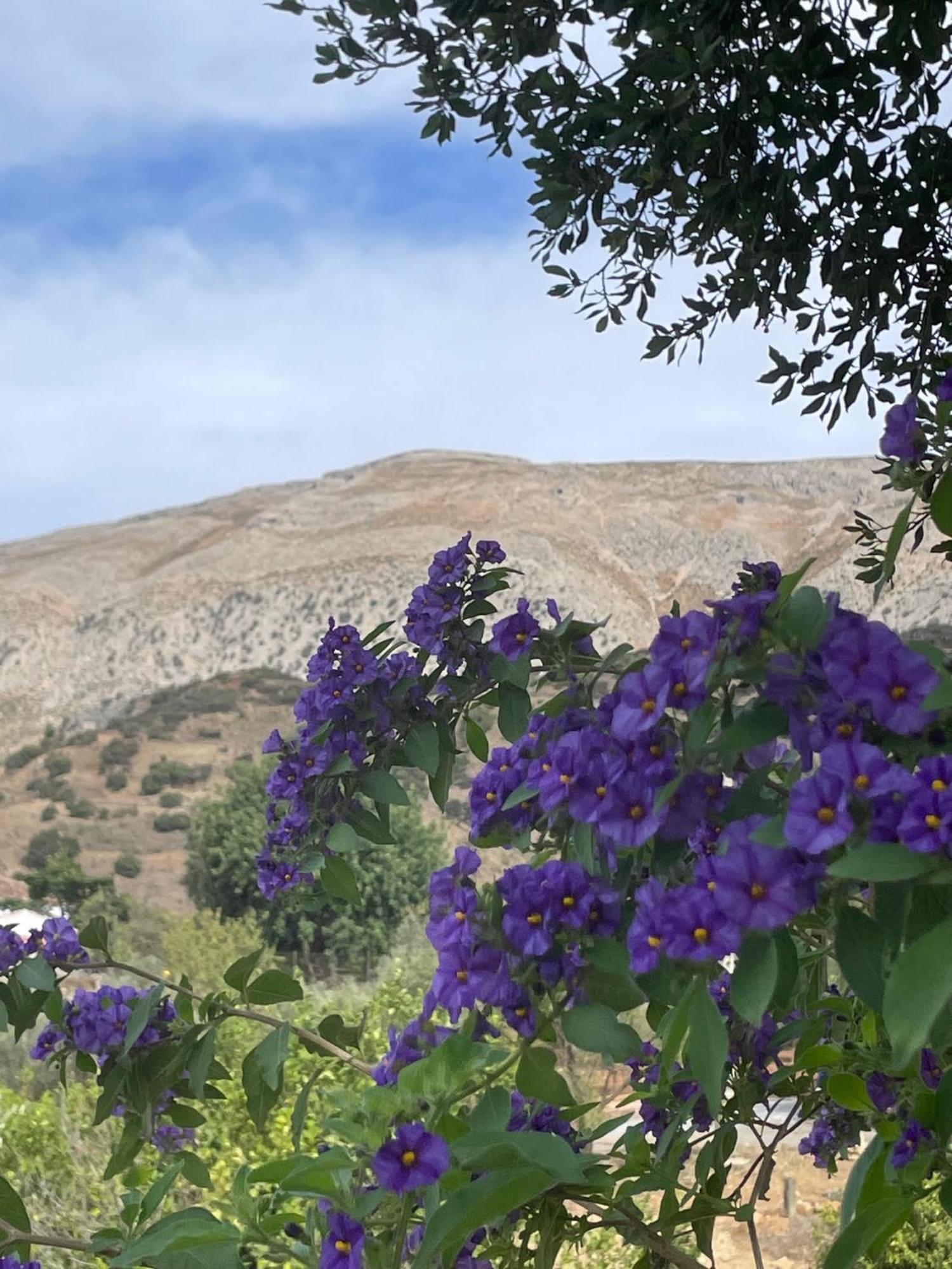 לינה וארוחת בוקר אלורה Finca Valle Verde מראה חיצוני תמונה